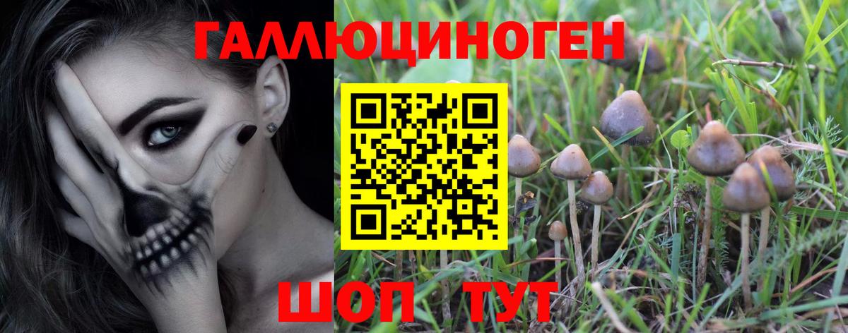 Сорочинск  Галлюциногенные грибы Psilocybe  Вход с VPN 